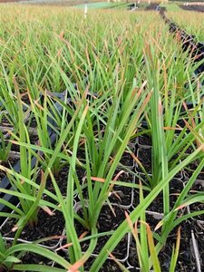 Kniphofia 'Royal Castle' geen maat specificatie 0,55L/P9cm