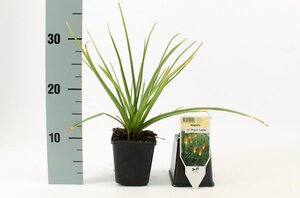 Kniphofia 'Royal Castle' geen maat specificatie 0,55L/P9cm - afbeelding 2