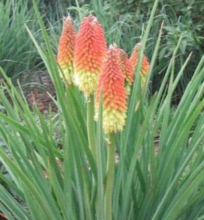 Kniphofia 'Royal Castle' geen maat specificatie 0,55L/P9cm - afbeelding 2