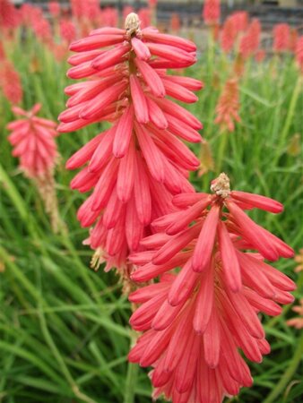 Kniphofia 'Redhot Popsicle' geen maat specificatie 0,55L/P9cm - afbeelding 2