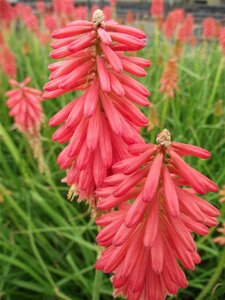 Kniphofia 'Redhot Popsicle' geen maat specificatie 0,55L/P9cm - afbeelding 2