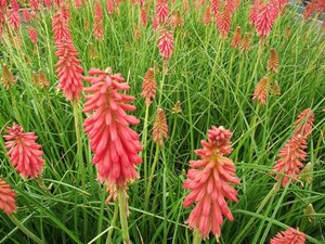 Kniphofia 'Redhot Popsicle' geen maat specificatie 0,55L/P9cm - afbeelding 3