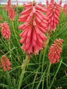 Kniphofia 'Redhot Popsicle' geen maat specificatie 0,55L/P9cm - afbeelding 4