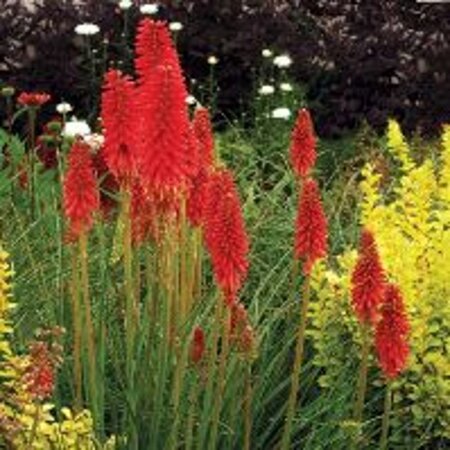 Kniphofia 'Redhot Popsicle' geen maat specificatie 0,55L/P9cm - image 1