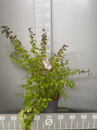 Kolkwitzia amabilis 30-40 cm cont. 3,0L