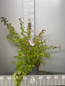 Kolkwitzia amabilis 30-40 cm cont. 3,0L