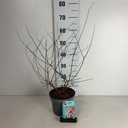 Kolkwitzia amabilis 40-50 cm cont. 3,5L