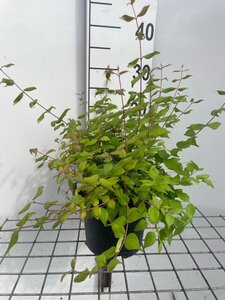 Kolkwitzia amabilis 'Pink Cloud' geen maat specificatie cont. 2,0L - afbeelding 2