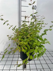 Kolkwitzia amabilis 'Pink Cloud' geen maat specificatie cont. 2,0L