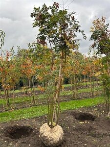 Koelreuteria paniculata 200-250 cm draadkluit - afbeelding 3
