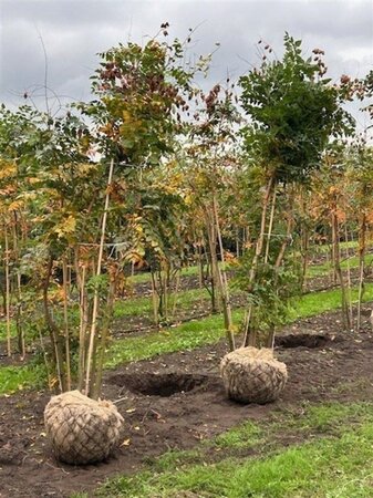 Koelreuteria paniculata 200-250 cm draadkluit - afbeelding 4