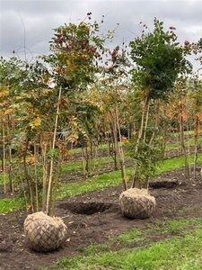 Koelreuteria paniculata 200-250 cm draadkluit - afbeelding 4
