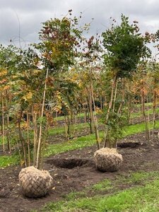 Koelreuteria paniculata 200-250 cm draadkluit - afbeelding 2