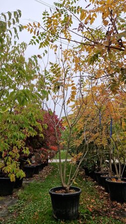 Koelreuteria paniculata 250-300 cm container meerstammig - afbeelding 2