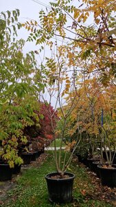 Koelreuteria paniculata 250-300 cm container meerstammig - afbeelding 2