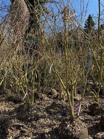 Koelreuteria paniculata 250-300 cm container meerstammig - afbeelding 2