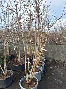 Koelreuteria paniculata 250-300 cm container meerstammig - afbeelding 4
