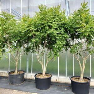 Koelreuteria paniculata 250-300 cm container meerstammig - afbeelding 7