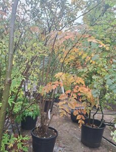 Koelreuteria paniculata 250-300 cm container multi-stem - image 3