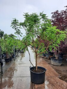 Koelreuteria paniculata 250-300 cm container multi-stem - image 4
