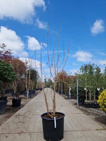 Koelreuteria paniculata 250-300 cm container multi-stem - image 5
