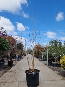 Koelreuteria paniculata 250-300 cm container multi-stem - image 5