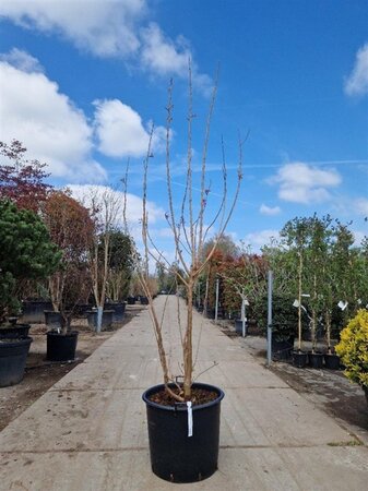 Koelreuteria paniculata 250-300 cm container multi-stem - image 1