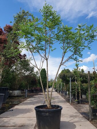 Koelreuteria paniculata 250-300 cm container multi-stem - image 7