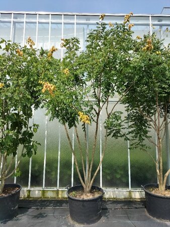 Koelreuteria paniculata 350-400 cm container meerstammig - afbeelding 7