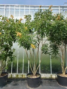 Koelreuteria paniculata 350-400 cm container meerstammig - afbeelding 7