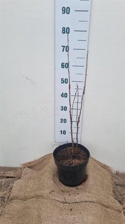 Koelreuteria paniculata 60-80 cm cont. 7,5L - afbeelding 1