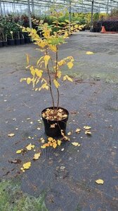 Koelreuteria paniculata 60-80 cm cont. 7,5L - afbeelding 2