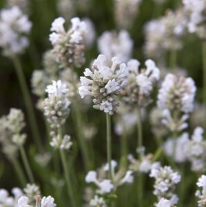 Lavandula ang. 'Arctic Snow' geen maat specificatie 0,55L/P9cm - afbeelding 3