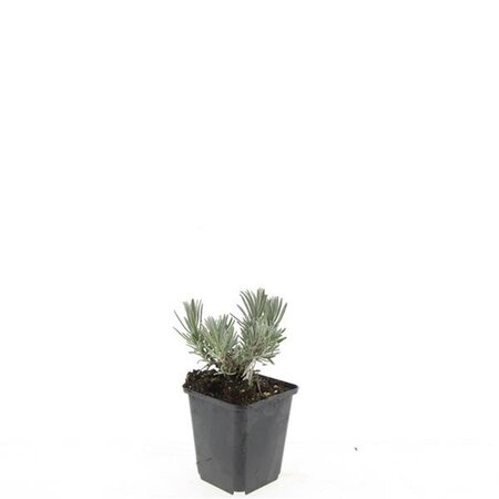 Lavandula ang. 'Arctic Snow' geen maat specificatie 0,55L/P9cm - afbeelding 1