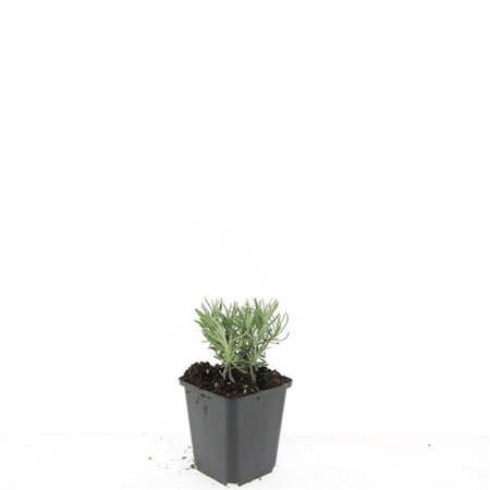Lavandula ang. 'Arctic Snow' geen maat specificatie 0,55L/P9cm - afbeelding 2