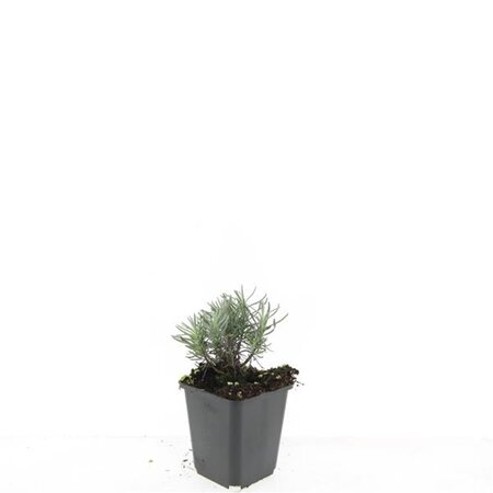 Lavandula ang. 'Dwarf Blue' geen maat specificatie 0,55L/P9cm - afbeelding 2