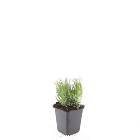 Lavandula ang. 'Dwarf Blue' geen maat specificatie 0,55L/P9cm - afbeelding 3
