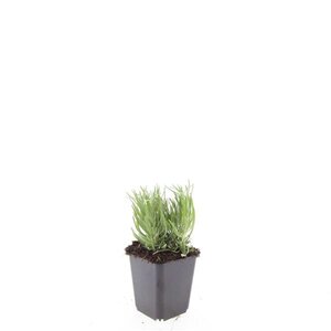 Lavandula ang. 'Dwarf Blue' geen maat specificatie 0,55L/P9cm - afbeelding 3