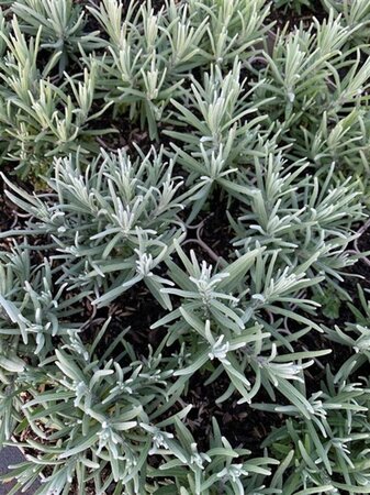 Lavandula ang. 'Dwarf Blue' geen maat specificatie 0,55L/P9cm - afbeelding 6
