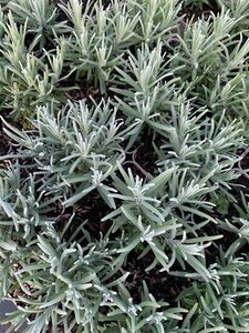 Lavandula ang. 'Dwarf Blue' geen maat specificatie 0,55L/P9cm - afbeelding 6