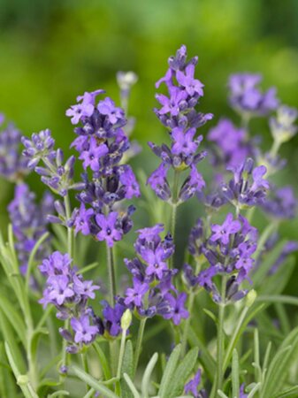 Lavandula ang. 'Dwarf Blue' geen maat specificatie 0,55L/P9cm - afbeelding 2