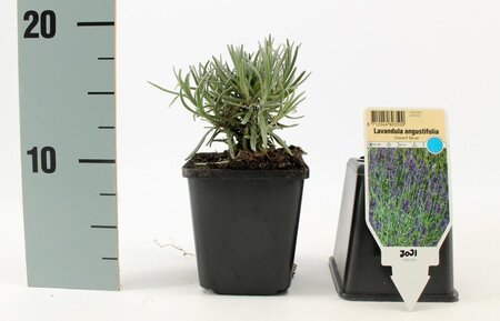 Lavandula ang. 'Dwarf Blue' geen maat specificatie 0,55L/P9cm - afbeelding 2