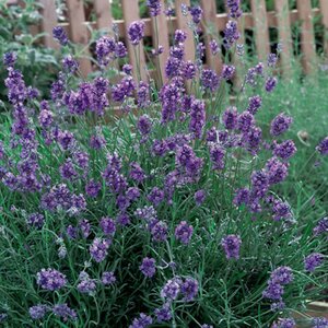 Lavandula ang. 'Dwarf Blue' geen maat specificatie 0,55L/P9cm - afbeelding 4