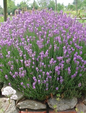 Lavandula ang. 'Dwarf Blue' geen maat specificatie 0,55L/P9cm - afbeelding 2