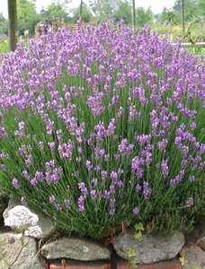 Lavandula ang. 'Dwarf Blue' geen maat specificatie 0,55L/P9cm - afbeelding 2