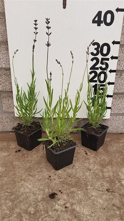 Lavandula ang. 'Dwarf Blue' geen maat specificatie 0,55L/P9cm - afbeelding 7