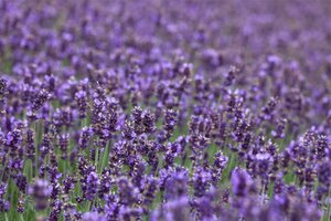 Lavandula ang. 'Hidcote' geen maat specificatie cont. 2,0L