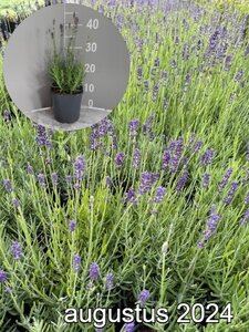 Lavandula ang. 'Hidcote' geen maat specificatie cont. 2,0L - afbeelding 8