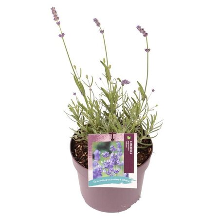 Lavandula ang. 'Hidcote' geen maat specificatie cont. 2,0L - afbeelding 9