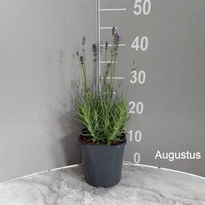 Lavandula ang. 'Hidcote' geen maat specificatie cont. 2,0L - afbeelding 5